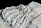 Pair Of Crinoids (Platycrinites) - Huntsville, Alabama #57032-3